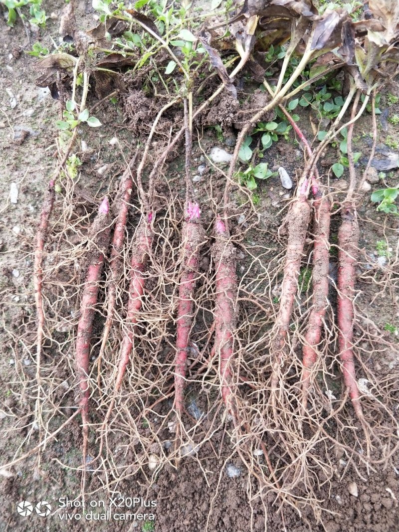 赤芍苗川赤芍苗正宗红皮