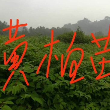 洪雅县洪顺苗木专业合作社