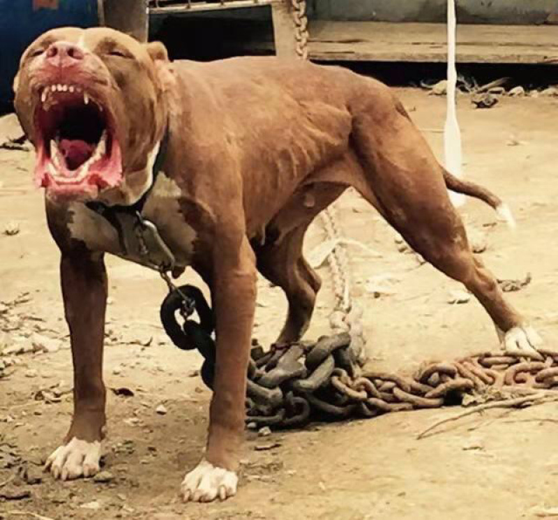 精品比特犬格斗犬比特幼犬全国各地区