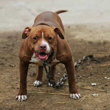 精品比特犬格斗犬比特幼犬全国各地区