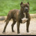 精品比特犬格斗犬比特幼犬全国各地区