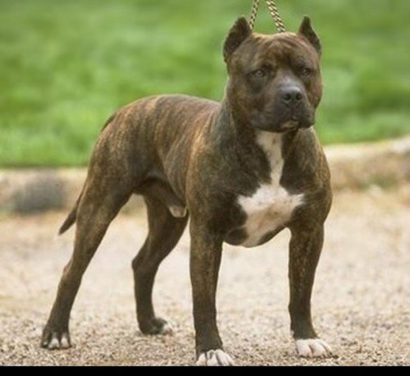 精品比特犬格斗犬比特幼犬全国各地区