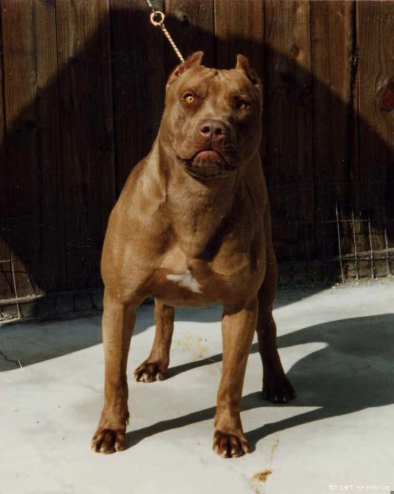 精品比特犬格斗犬比特幼犬全国各地区