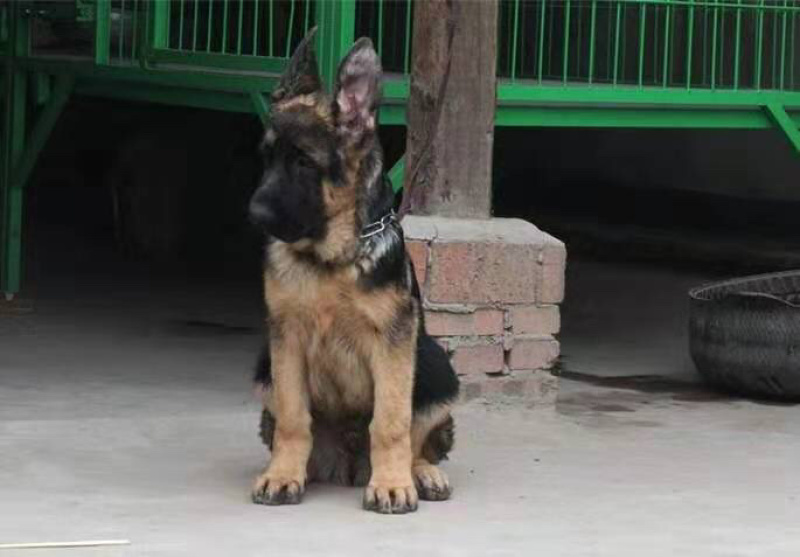 精品德国牧羊犬