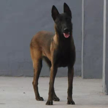 精品马犬