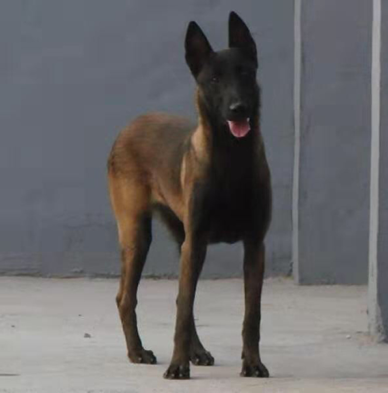 精品马犬