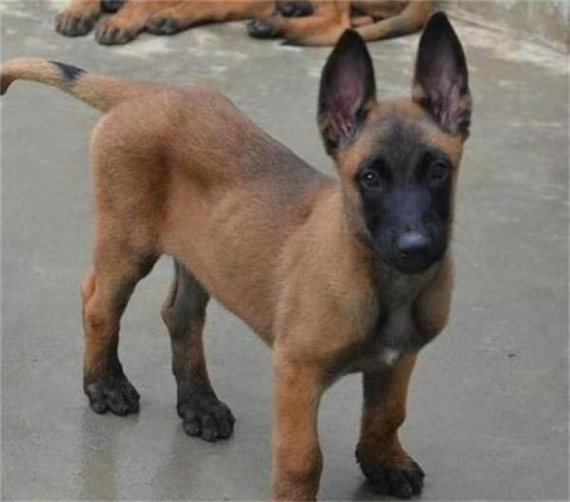 精品马犬