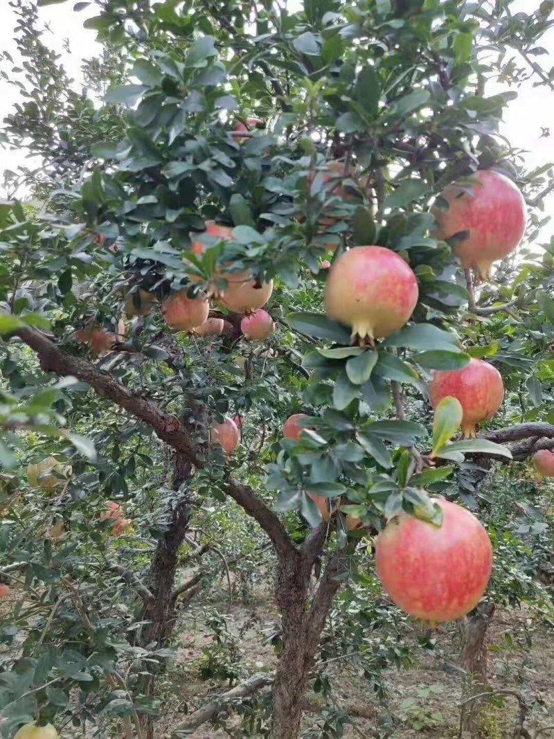 石榴