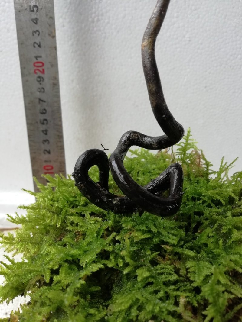 金弹子，四川灌木仿生态培育，自然优雅观赏性高