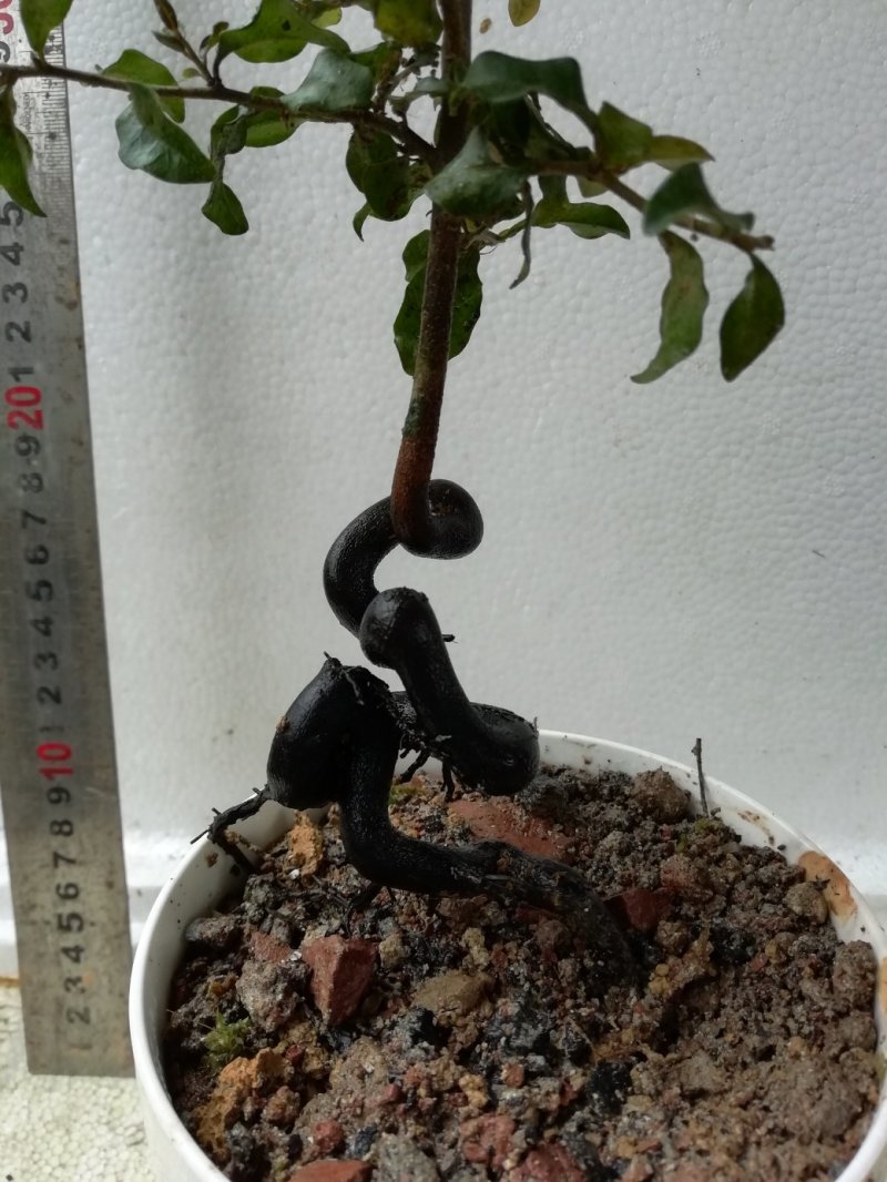 金弹子，四川灌木仿生态培育，自然优雅观赏性高