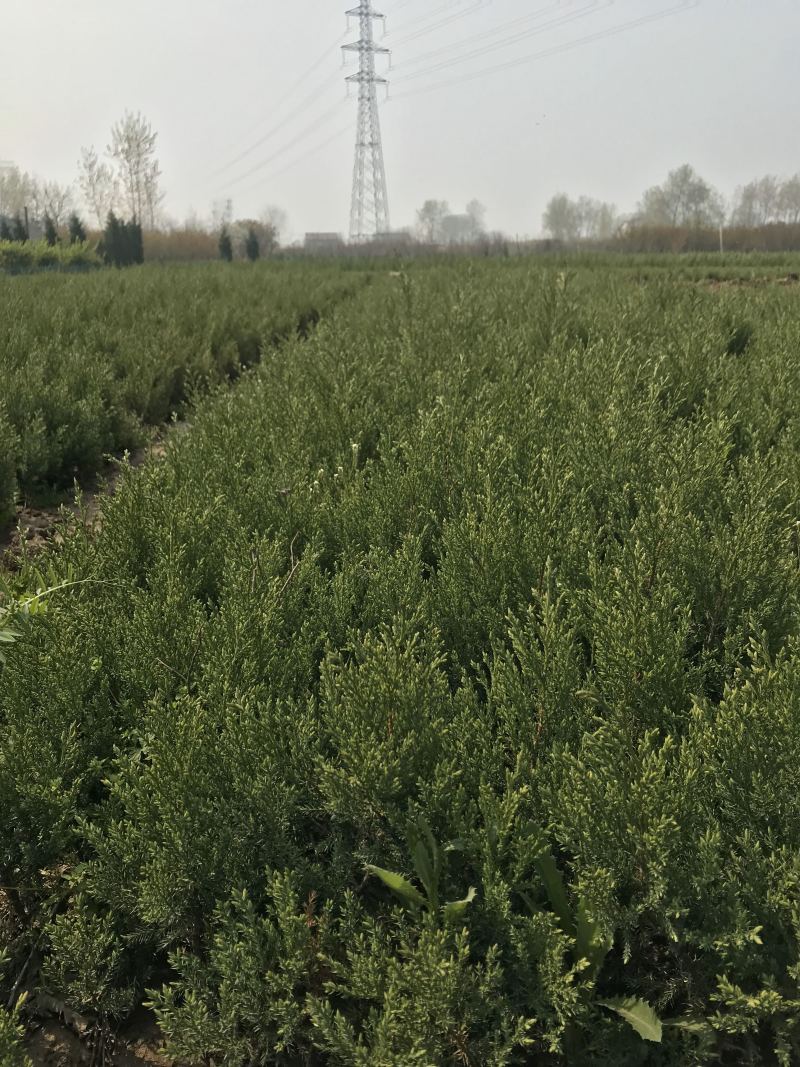 柏树柏树苗全部现挖现卖基地直销提供发票