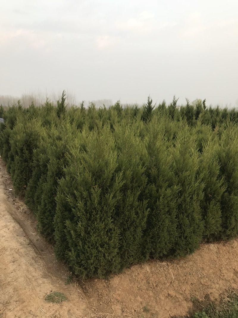 柏树柏树苗全部现挖现卖基地直销提供发票