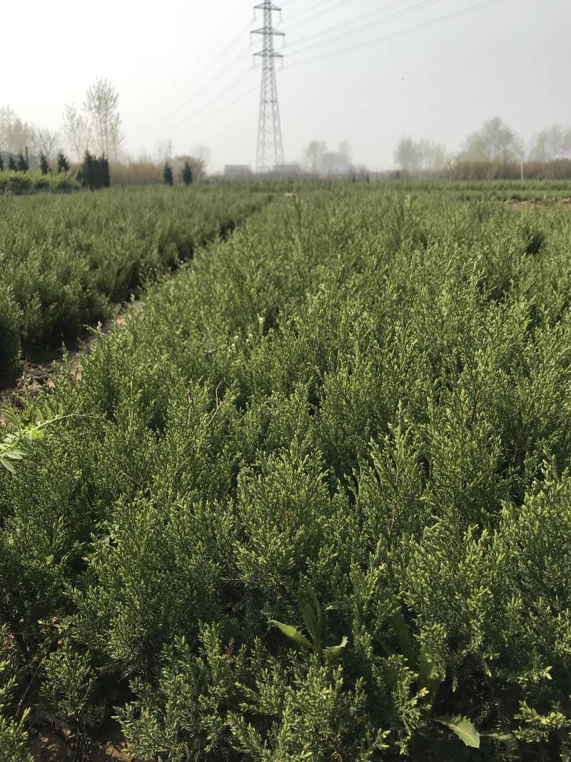 柏树柏树苗全部现挖现卖基地直销提供发票