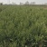 柏树柏树苗全部现挖现卖基地直销提供发票