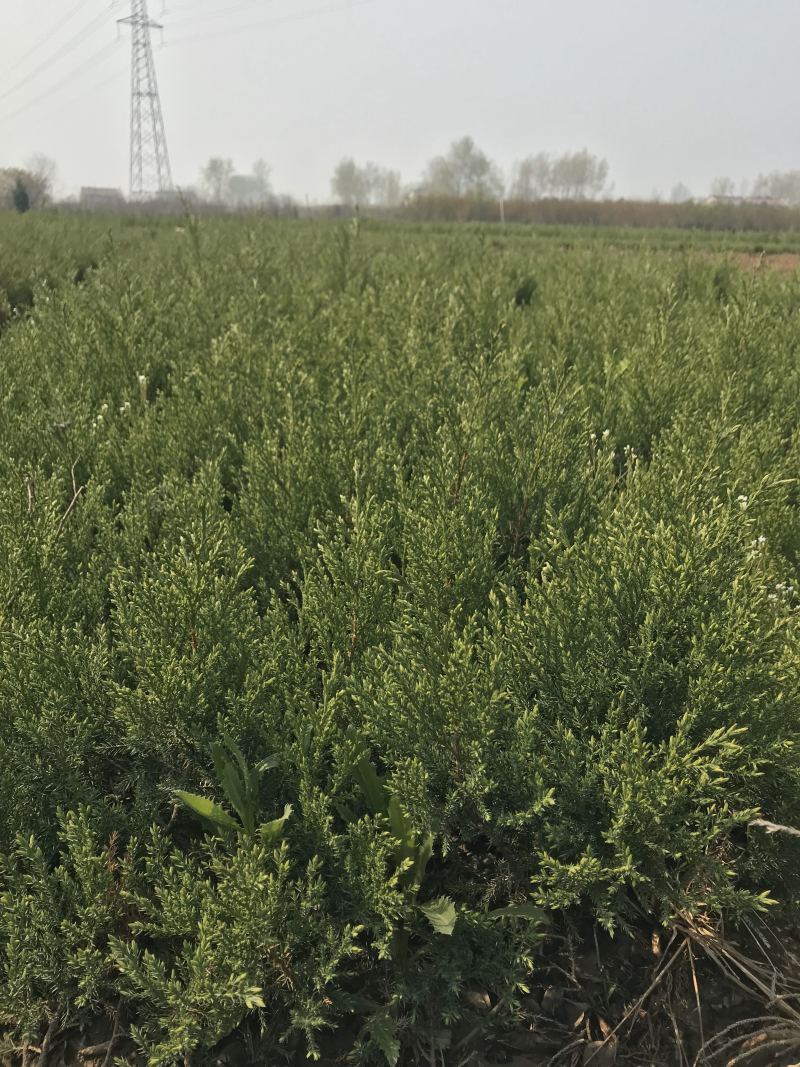 柏树柏树苗全部现挖现卖基地直销提供发票