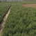 柏树柏树苗全部现挖现卖基地直销提供发票