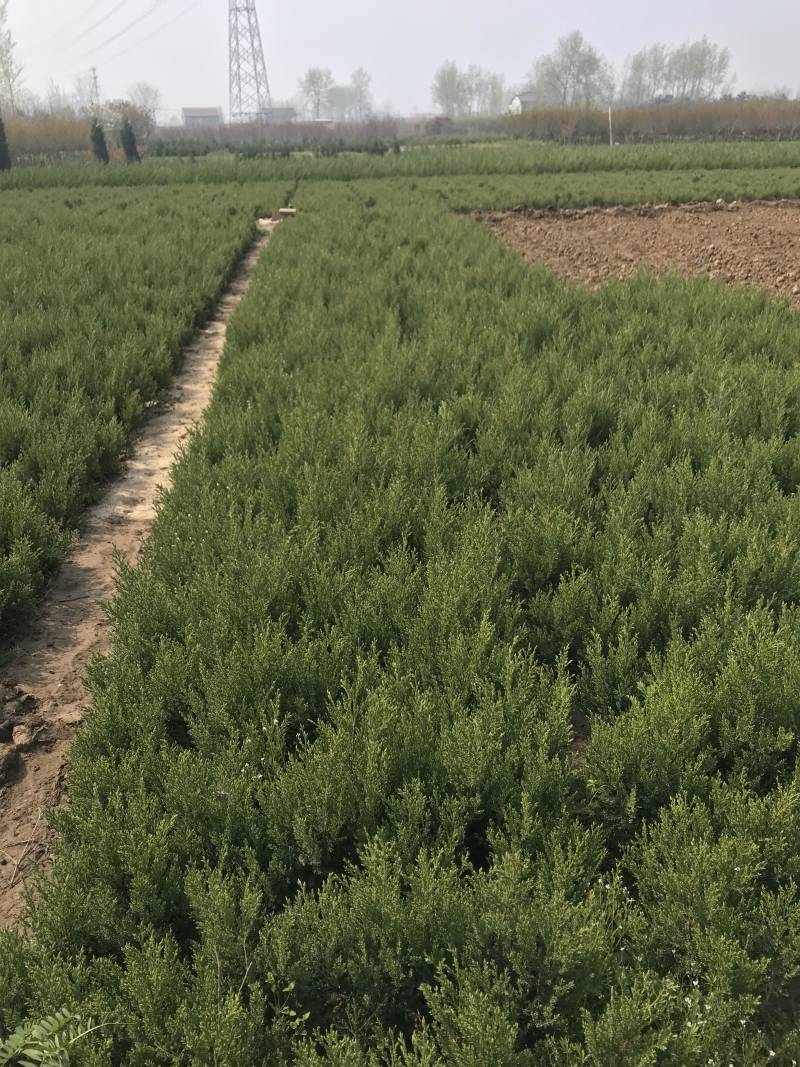 柏树柏树苗全部现挖现卖基地直销提供发票