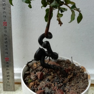 金弹子，四川灌木仿生态培育，自然优雅观赏性高