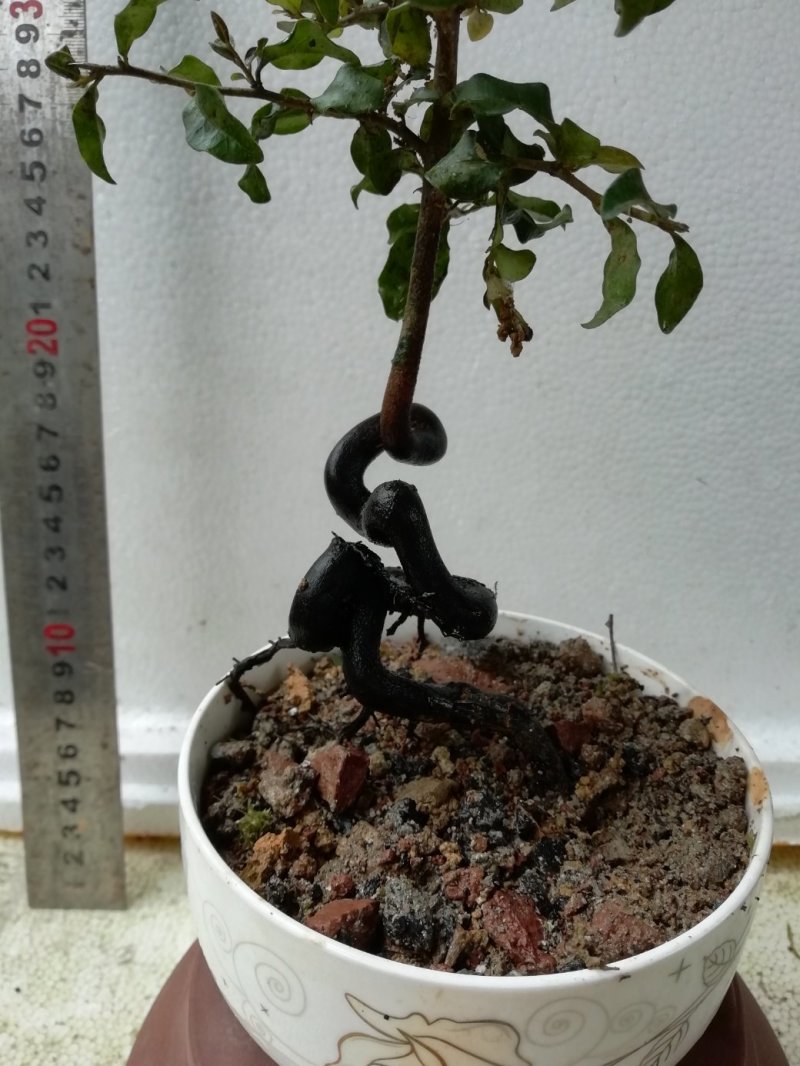 金弹子，四川灌木仿生态培育，自然优雅观赏性高
