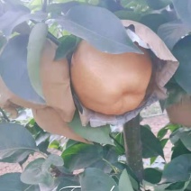 晚秋黄梨