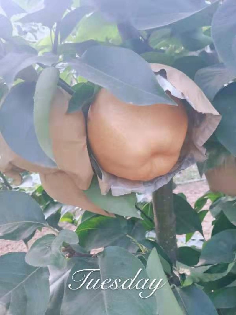 晚秋黄梨