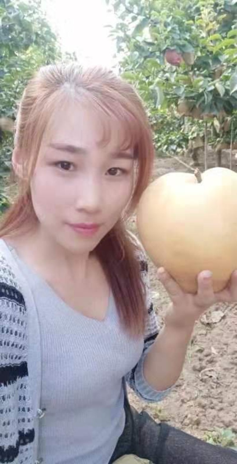 晚秋黄梨
