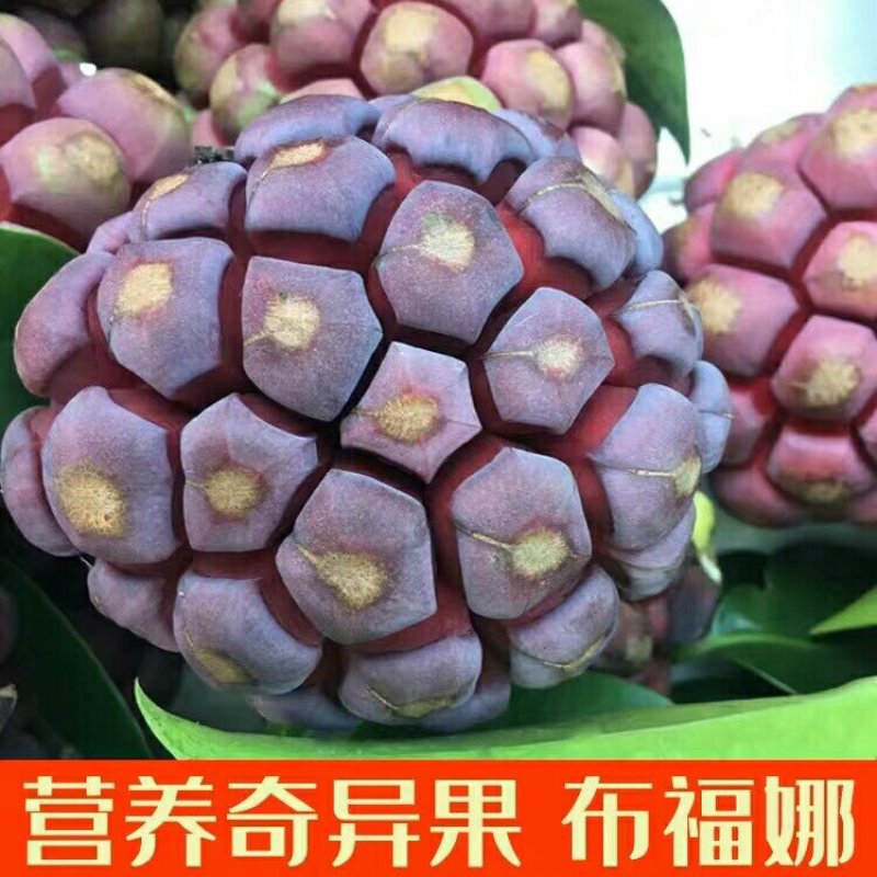 布福娜5斤装5～6个特大果