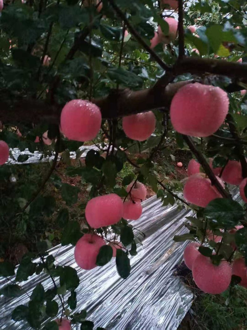 栖霞苹果产地代办，红富士