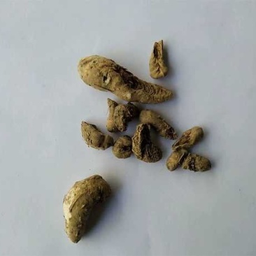 鸡根，产地直供，质优价实，品质保证，药典标准道地良药