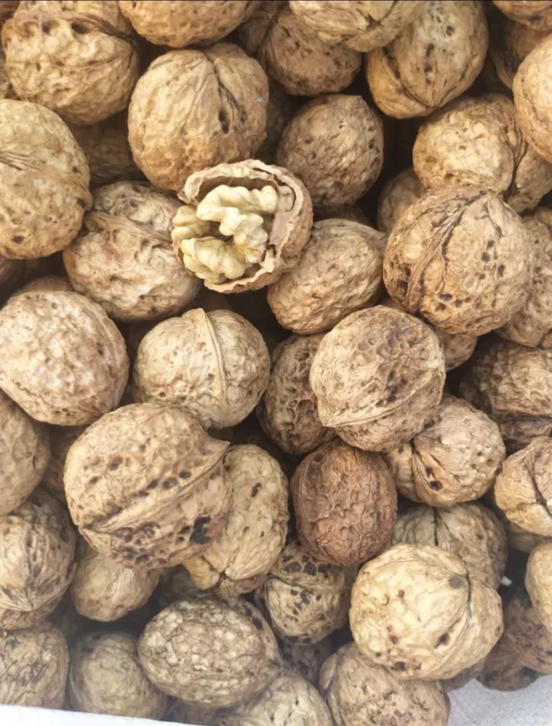 云南薄壳核桃