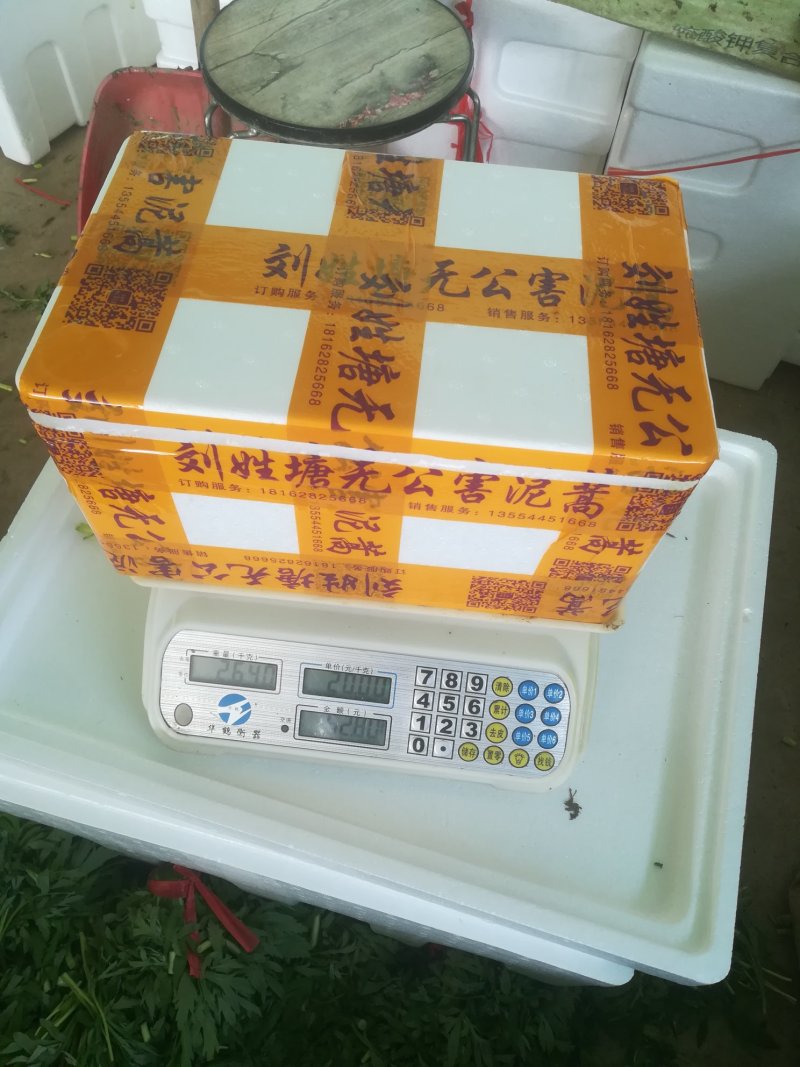 刘姓塘泥蒿带叶芦蒿去老根蒿新鲜藜蒿野生湖北特产农家菜包邮