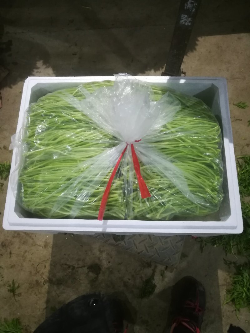 刘姓塘泥蒿带叶芦蒿去老根蒿新鲜藜蒿野生湖北特产农家菜包邮