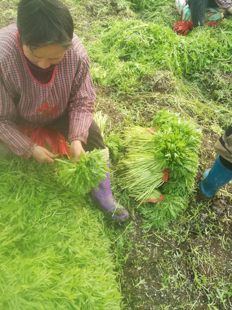 刘姓塘泥蒿带叶芦蒿去老根蒿新鲜藜蒿野生湖北特产农家菜包邮