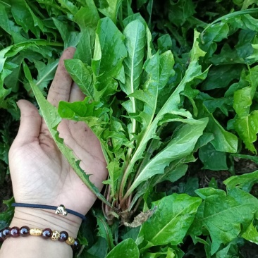 新鲜蒲公婆婆丁现挖现发货
