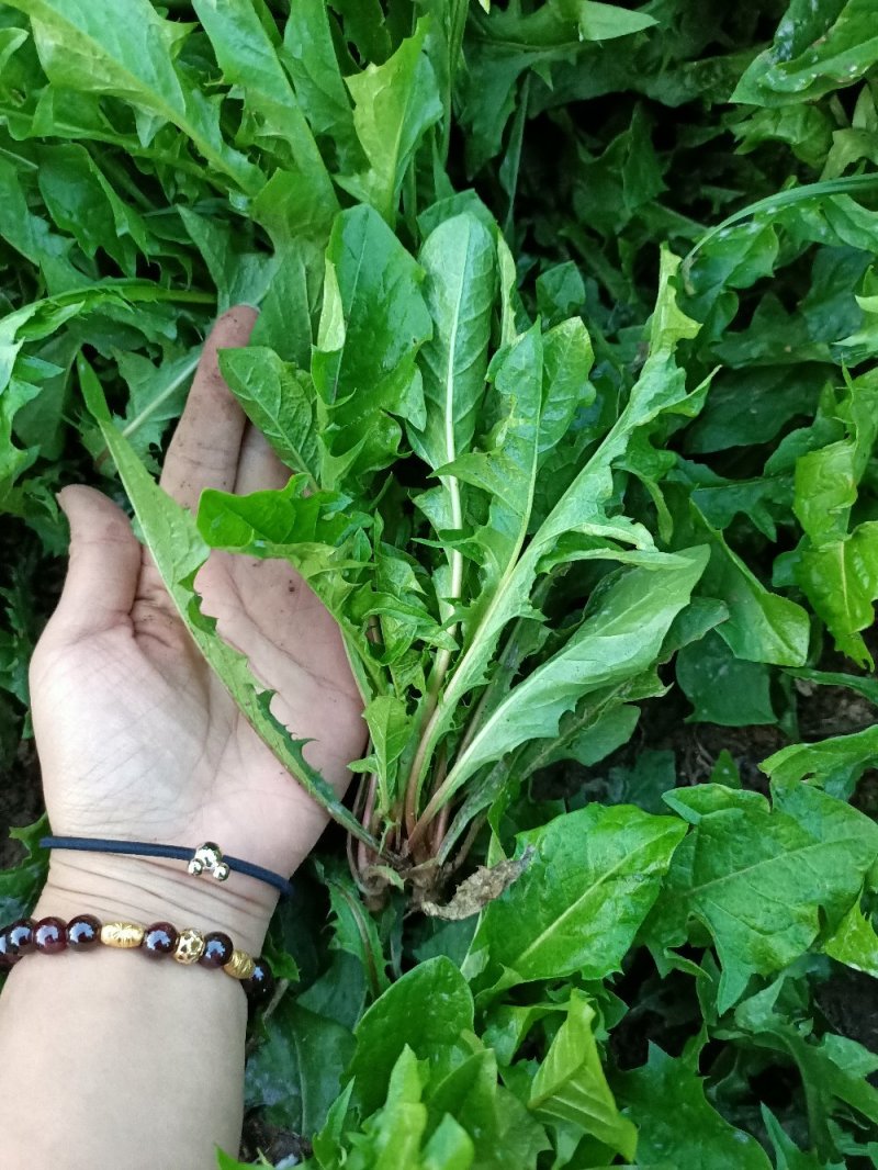 新鲜蒲公婆婆丁现挖现发货