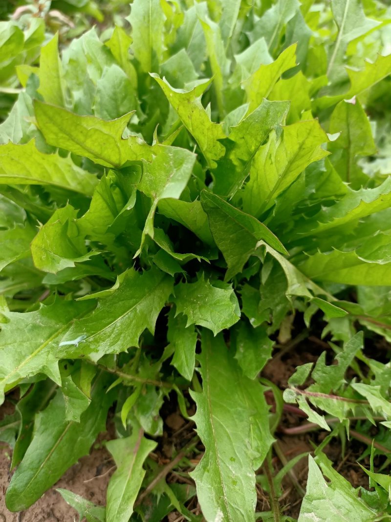 新鲜蒲公婆婆丁现挖现发货