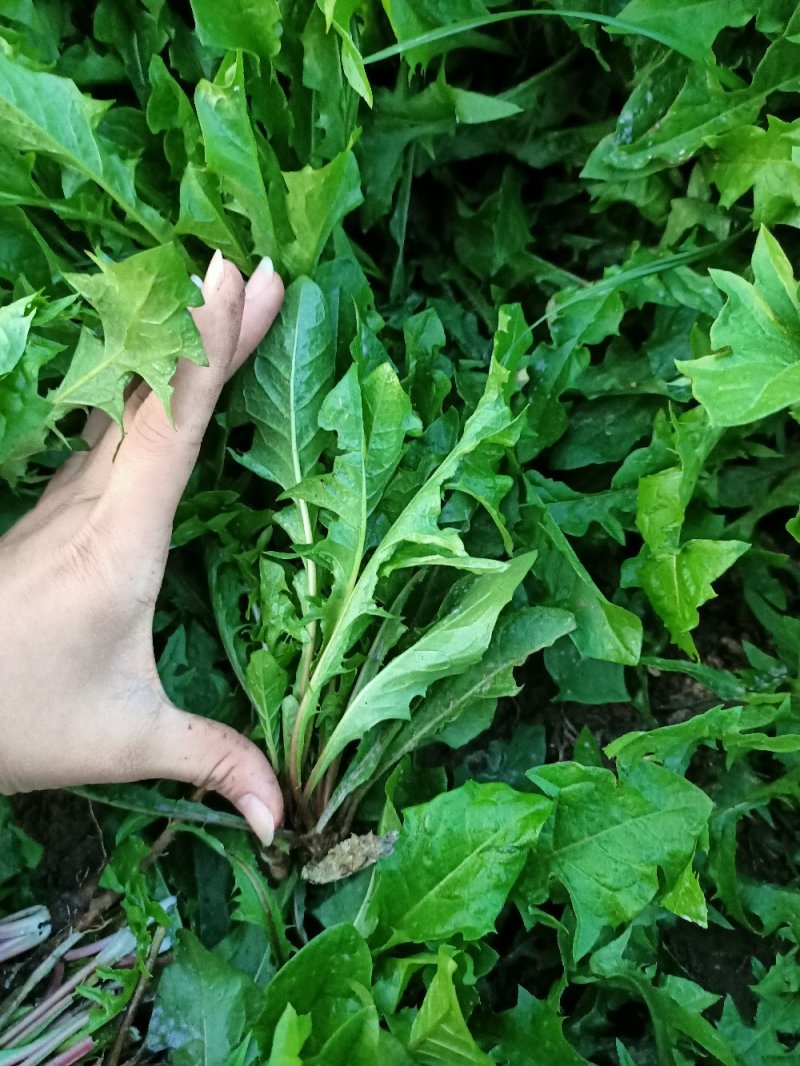 新鲜蒲公婆婆丁现挖现发货