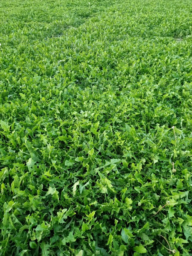 新鲜蒲公婆婆丁现挖现发货