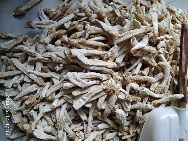 贵州竹笙竹荪大方冬荪竹荪无裙荪产地农户自产自销