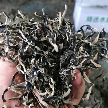 木耳丝