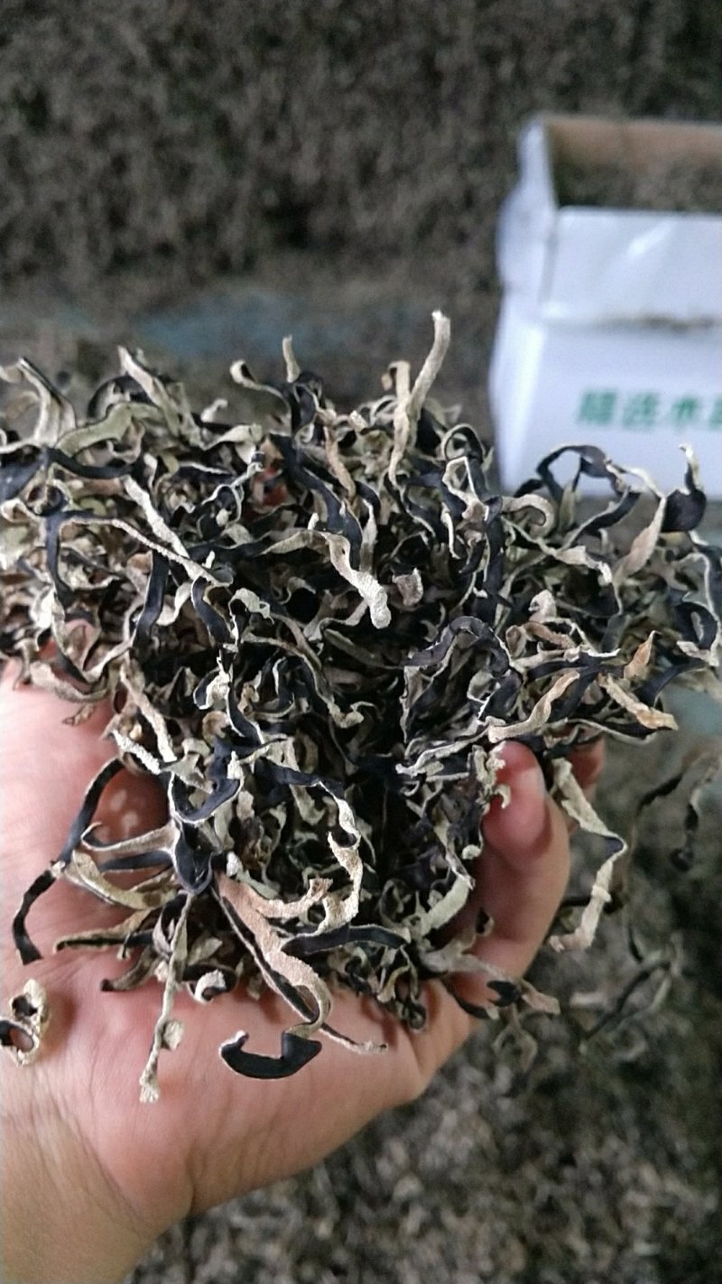 木耳丝