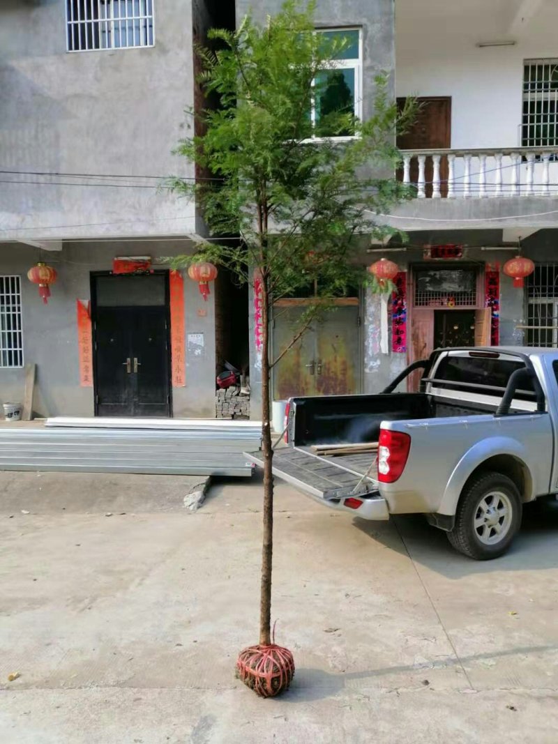 红豆杉红豆杉树红豆杉树苗南方红豆杉苗1-20公分