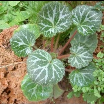 虎耳草
