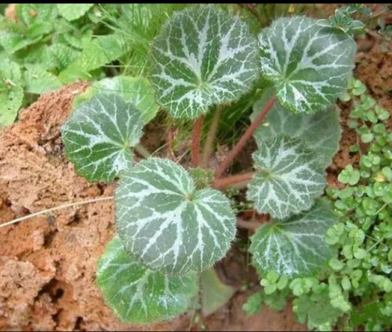 虎耳草
