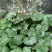 虎耳草
