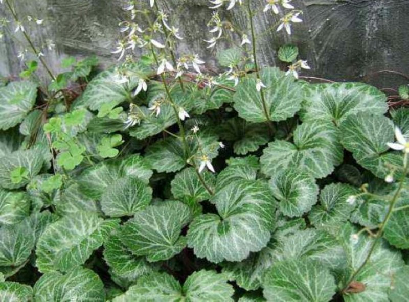 虎耳草