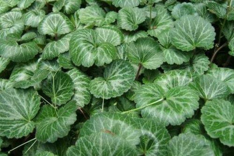 虎耳草