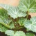 虎耳草