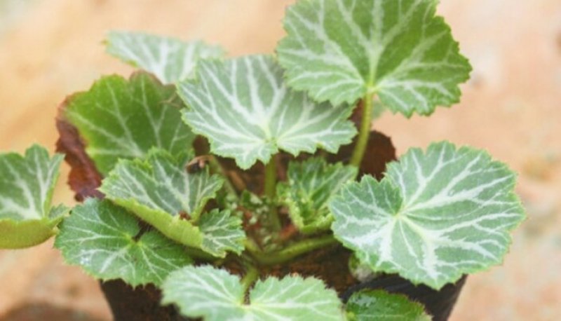 虎耳草