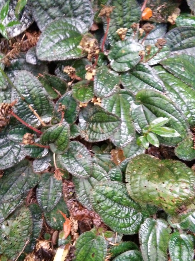虎耳草